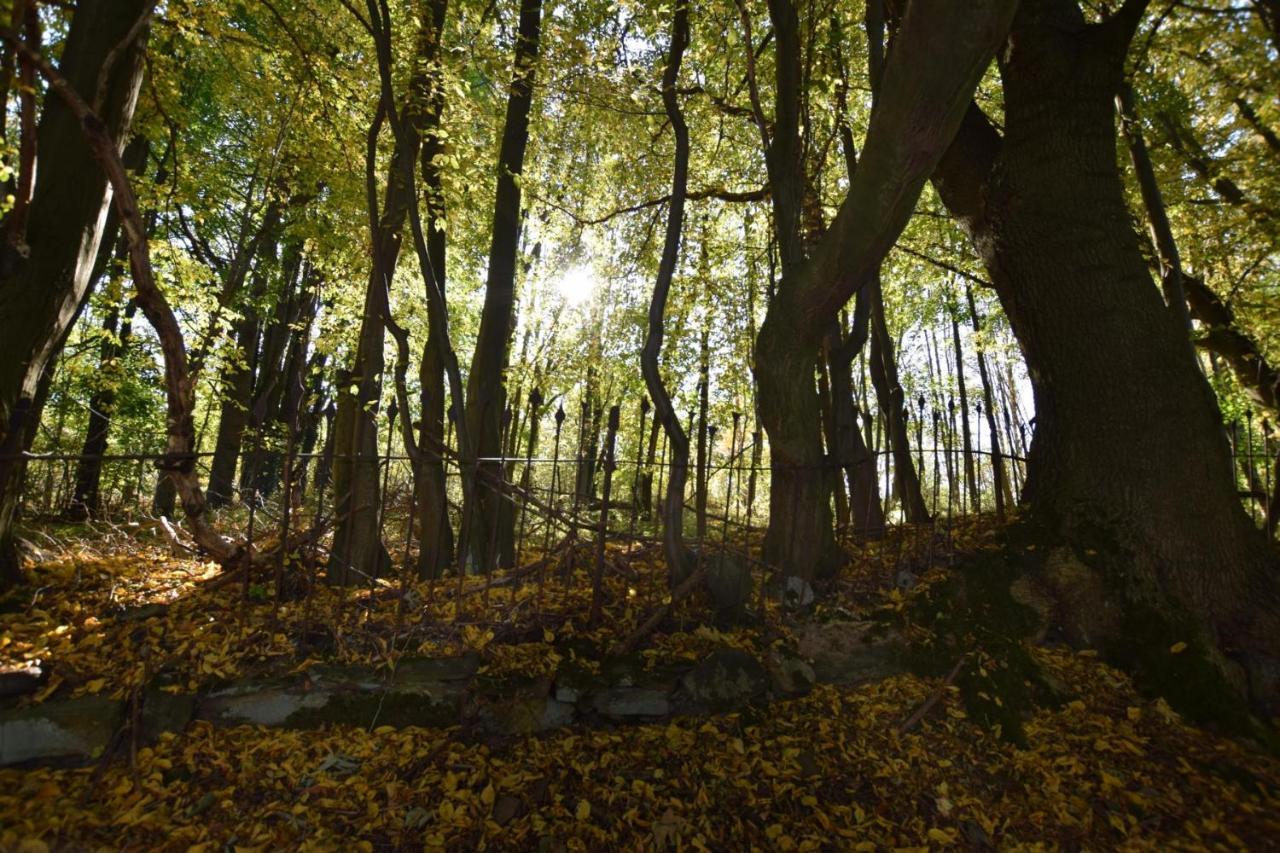 ホテル Landgasthof Wolfsgrund Dorfchemnitz エクステリア 写真